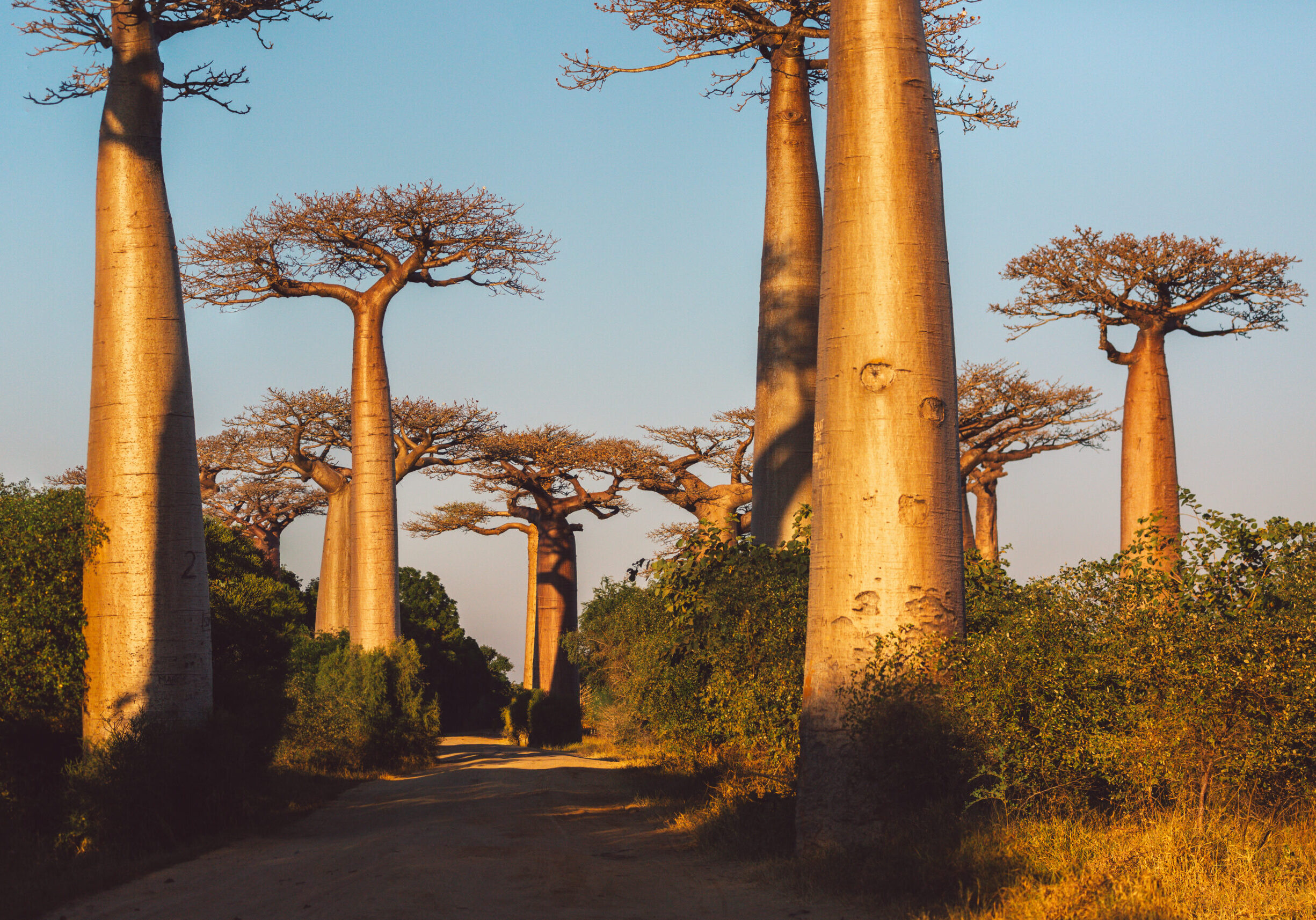 baobab-alley-madagascar-2024-12-05-22-27-22-utc